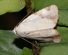 Pseudeustrotia semialba