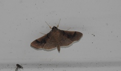 Pilocrocis milvinalis