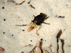 Eccritosia barbata
