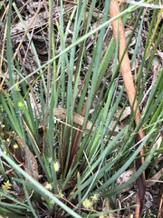 Patersonia occidentalis