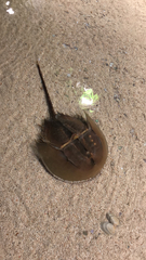 Tachypleus tridentatus