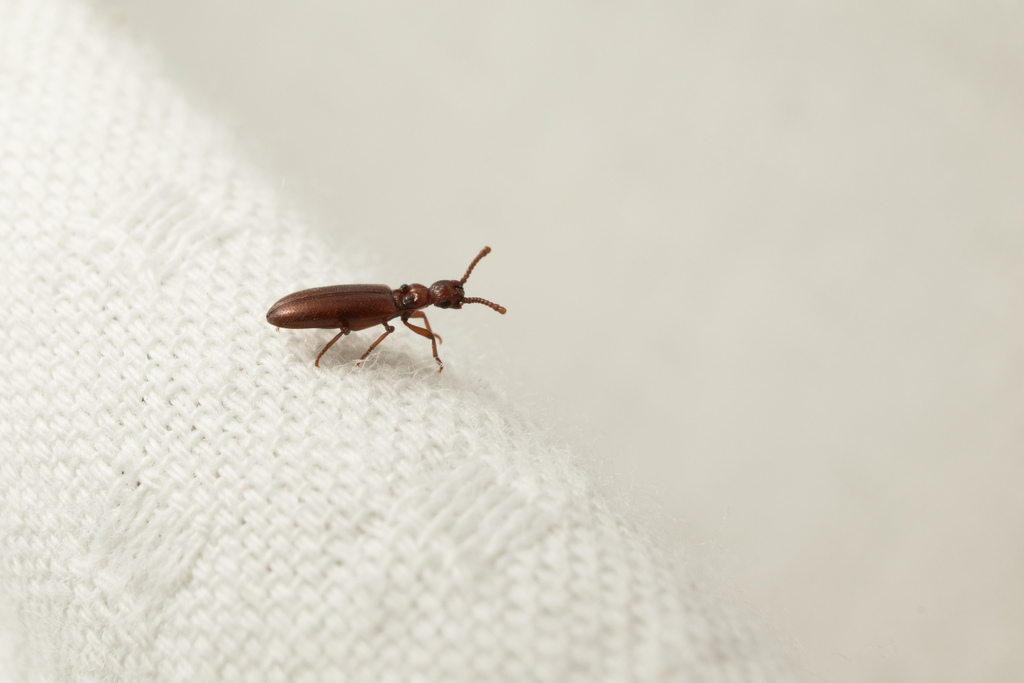 Myrmecoderus