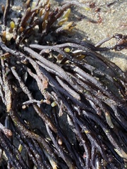 Ahnfeltiopsis linearis