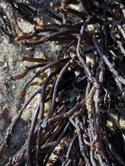 Ahnfeltiopsis linearis