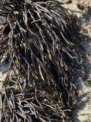 Ahnfeltiopsis linearis