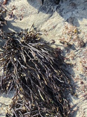 Ahnfeltiopsis linearis