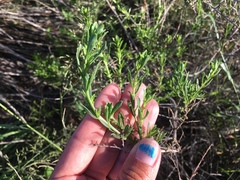 Baccharis pteronioides