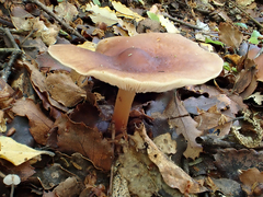 Rhodocollybia incarnata