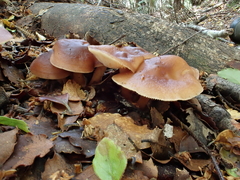 Rhodocollybia incarnata