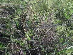 Baccharis pteronioides