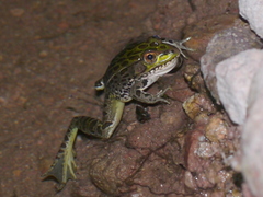 Lithobates chiricahuensis