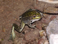 Lithobates chiricahuensis