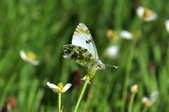 Euchloe simplonia