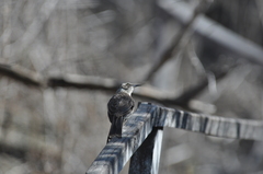 Mimus parvulus