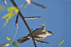 Mimus parvulus