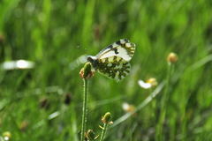 Euchloe simplonia