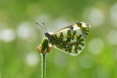 Euchloe simplonia