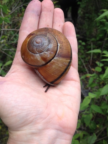 Lysinoe ghiesbreghti