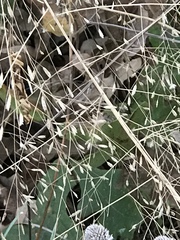 Eragrostis trichodes