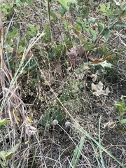 Eragrostis trichodes