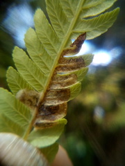 Phytoliriomyza tearohensis