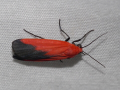 Ptychoglene coccinea