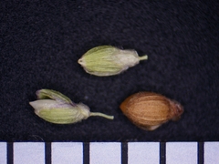 Dichanthelium meridionale