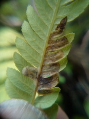 Phytoliriomyza tearohensis