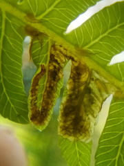 Phytoliriomyza tearohensis