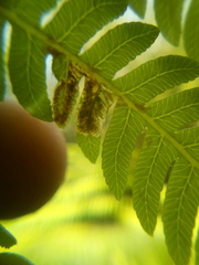 Phytoliriomyza tearohensis