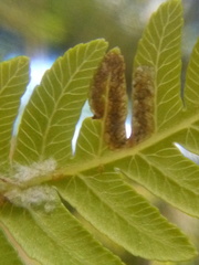 Phytoliriomyza tearohensis