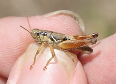 Melanoplus gracilipes