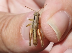 Melanoplus gracilipes