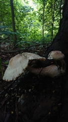 Macrocybe