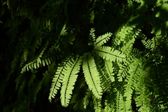 Adiantum aleuticum aleuticum