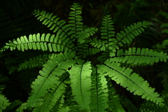 Adiantum aleuticum aleuticum