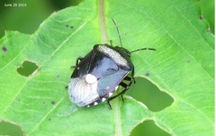 Menida violacea