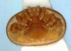 Varroa destructor