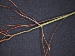Dichanthelium meridionale