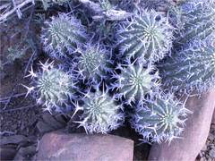 Euphorbia stellispina