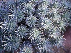 Euphorbia braunsii