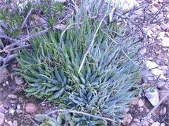 Aloe humilis