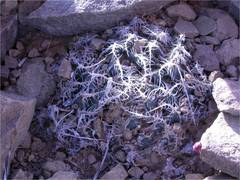 Haworthia nortieri pehlemanniae