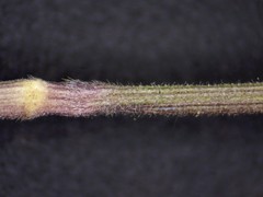 Dichanthelium meridionale