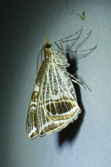 Phrataria transcissata