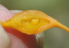 Smicronyx sculpticollis