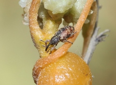 Smicronyx sculpticollis