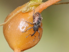 Smicronyx sculpticollis