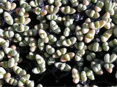Rhinephyllum