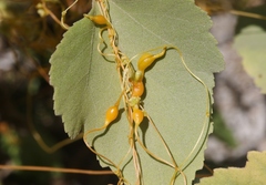 Smicronyx sculpticollis